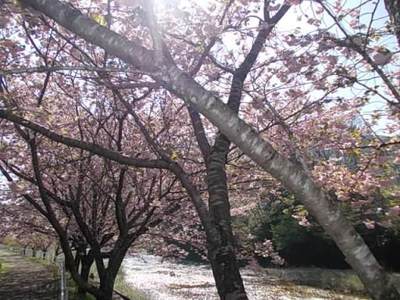 快晴の桜☆