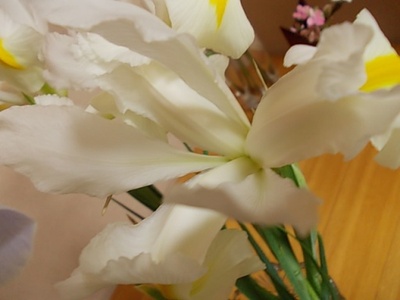 花菖蒲☆