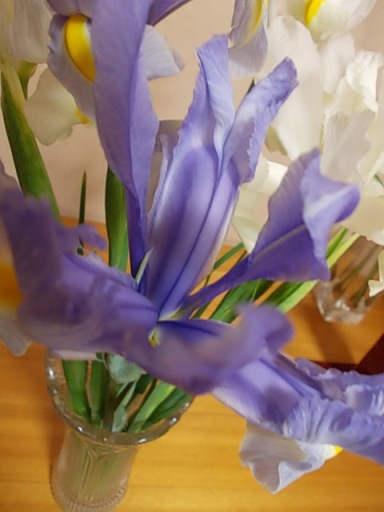 花菖蒲☆