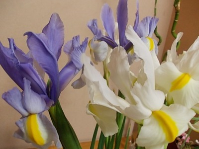 花菖蒲☆