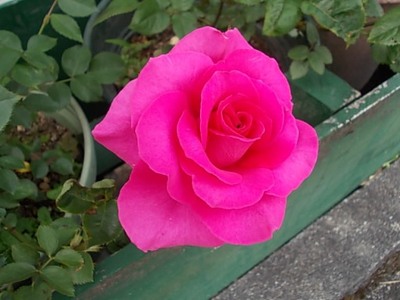 少しだけ開花です。