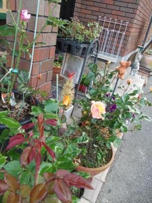 少しだけ開花です。