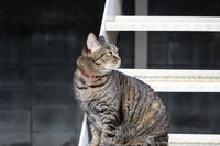 猫店長キュー元気です❣️・・♪》