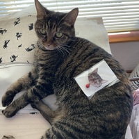 猫店長のブローチ❣️・・♪》
