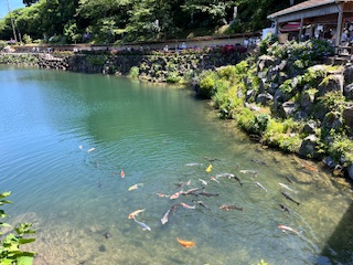 補陀池の鯉