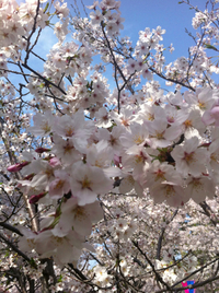 お花見