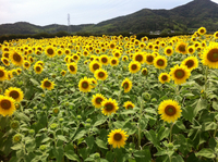 今日もひまわり