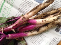 日野菜から〜の