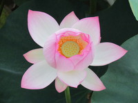 お盆休みと８月のお知らせ
