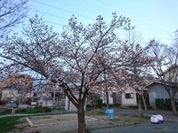 ３分咲き