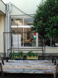 緑のカーテン♪