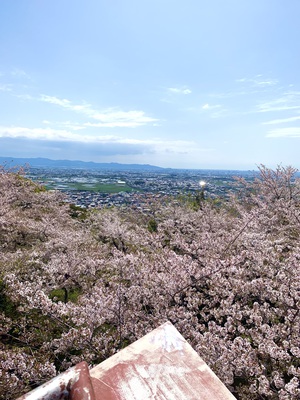 桜を下に見る　御津山園地