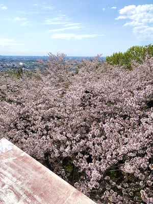 桜を下に見る　御津山園地