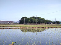 三河伊奈城　5/5　「湿地に浮かぶ城」とでも呼ぼうか…