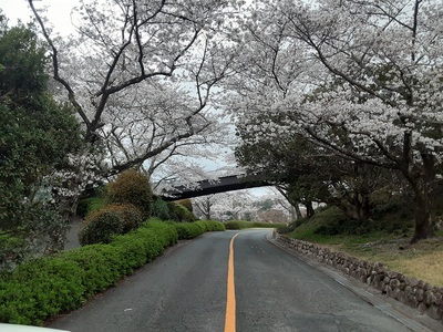 桜のトンネル.2