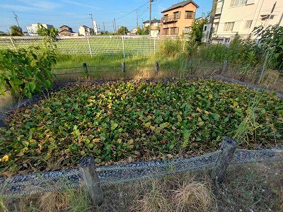 旧とんぼ公園コウホネ2024年8月