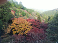 宮路山の紅葉状況