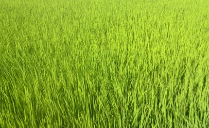 波もたたず