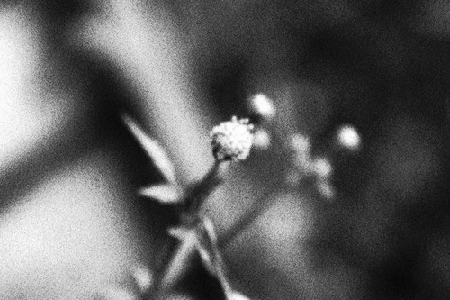no colour