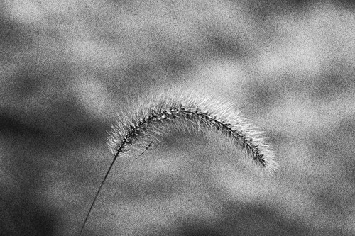 no colour