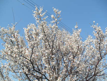Ｓａｋｕｒａｓａｉｔａ