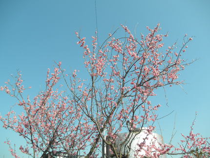Ｓａｋｕｒａｓａｉｔａ
