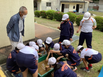 校内で田植え