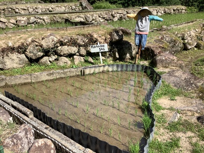 今の四谷千枚田
