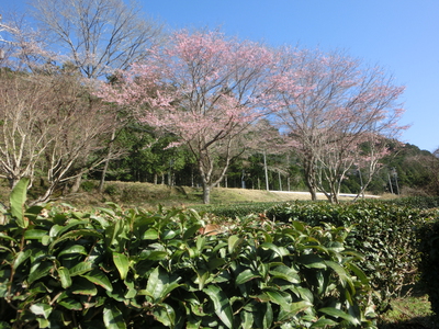 学校の景色