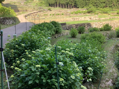 今の四谷千枚田