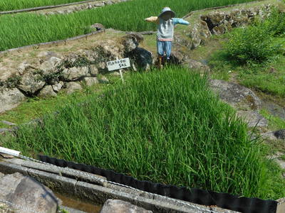 本日の四谷の千枚田