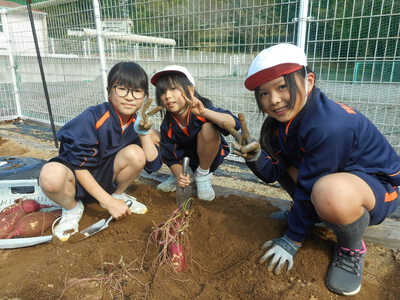 なかよし班で芋ほり（1・3・5班）