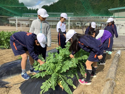 大根の収穫