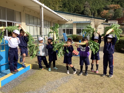 大根の収穫