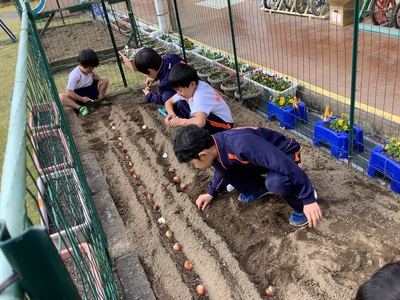 花壇にチューリップの球根を植えたよ