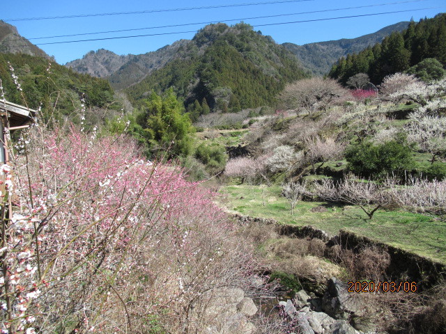 川売：満開の梅（3月６日撮影）