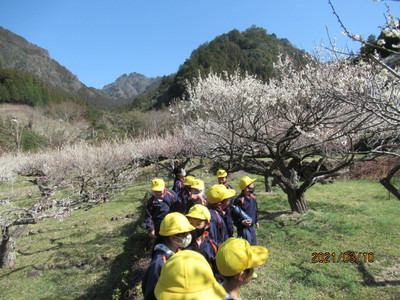 梅、満開！～木下しだれ梅園・川売の梅畑～（３年）
