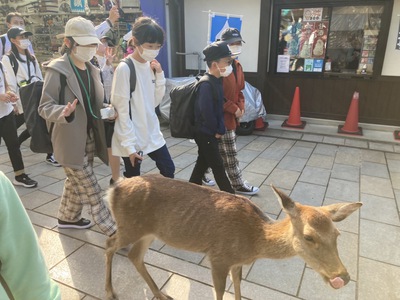 東大寺見学開始