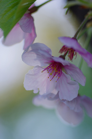 最後の桜