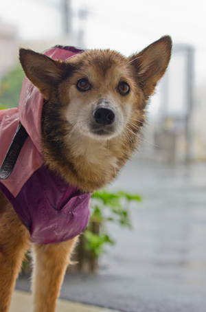 雨でもへっちゃら　その２