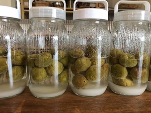 梅シロップ