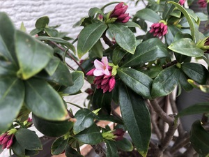 沈丁花