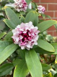 公民館での植木市は無くなりました