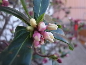沈丁花