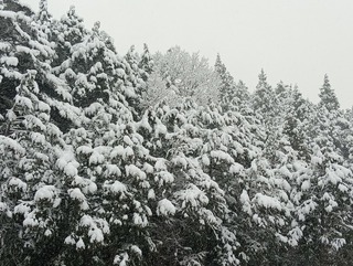 今朝は雪が降りまくっています