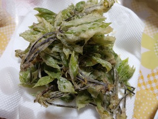 山菜の女王コシアブラを頂きました