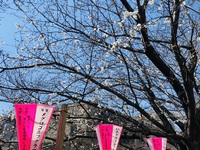 目黒川の桜並木　　を　　見に行ってきた　　☆