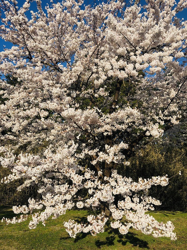 富士山　　と　　桜　　の　　最高景色っ　　☆