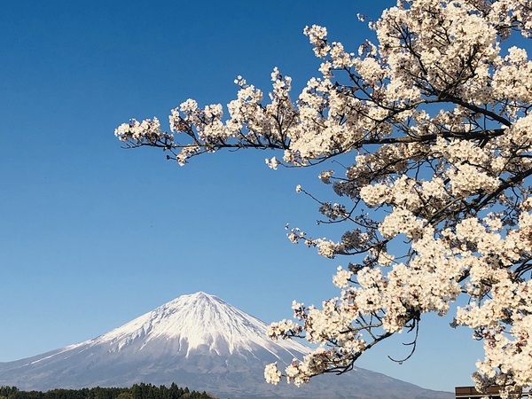 富士山　　と　　桜　　の　　最高景色っ　　☆