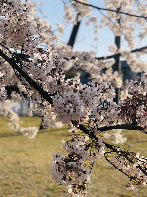 富士山　　と　　桜　　の　　最高景色っ　　☆